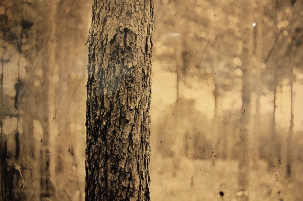 Professor Brooke White's photograph of a tree trunk within a landscape