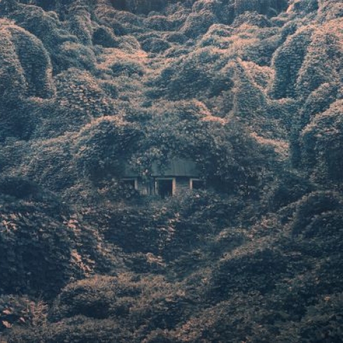 Photo of a house covered in kutzu vines